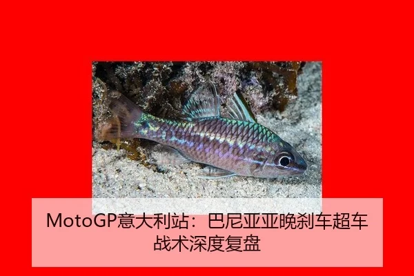 yi-da-li-zhan-ba-ni-ya-ya-wan-sha-che-chao-che-zhan-shu-shen-du-fu-pan-3-983.jpg